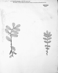Erysiphe potentillae image